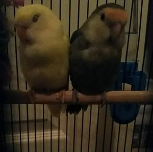 Meet your Posher, Parissa